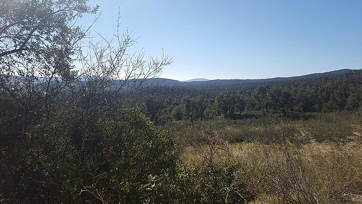 Finca à vendre avec beaucoup de terrain pour terrain de chasse Junquera